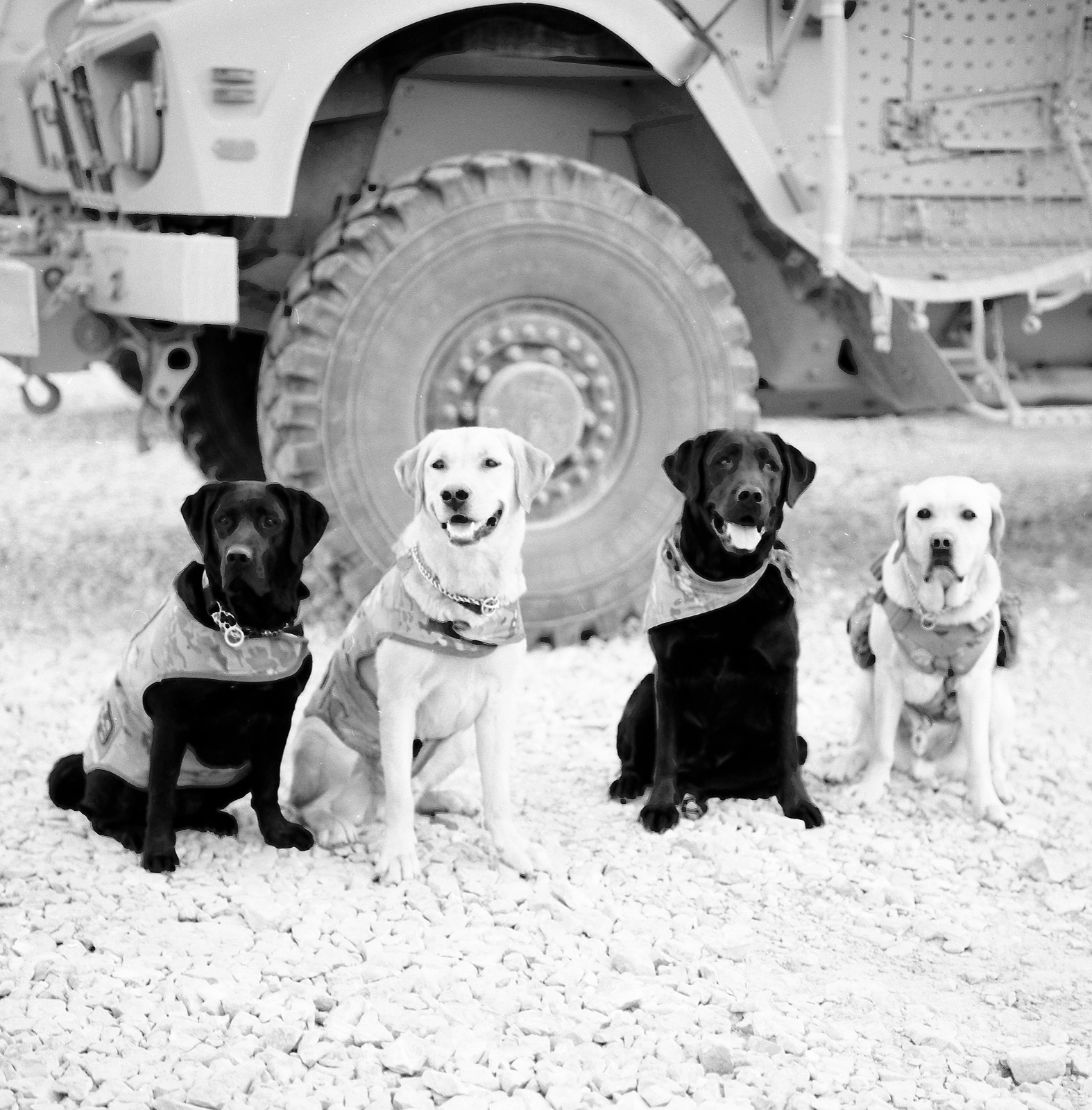 Four dogs sitting in front of the large wheel of a vehicle