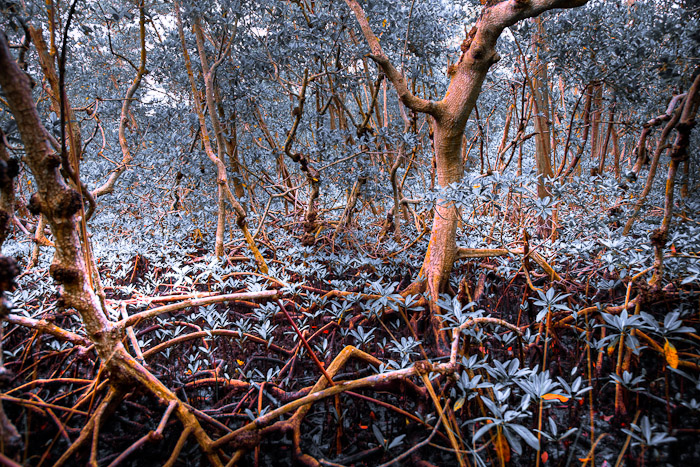 Mangrove trunks and roots crossing above dark ground and color shifted leaves
