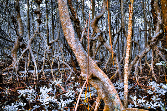 Close grouping of pale mangrove trunks and exposed roots