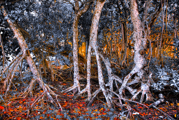 Pale mangrove roots rising above color shifted orange leaves