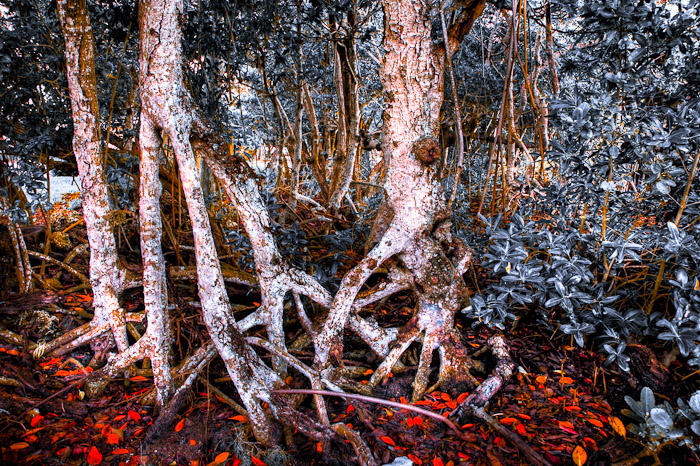 Cluster of mangrove trunks and exposed roots over a reddish forest floor
