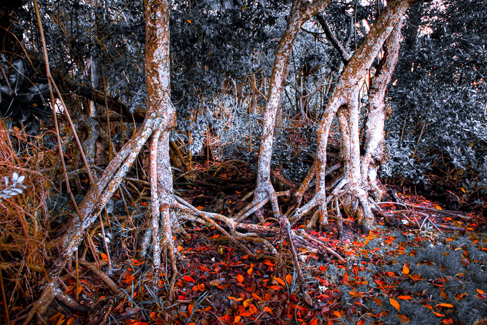 Pale mangrove trunks and exposed roots above orange fallen leaves