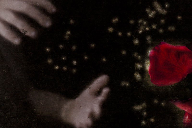 Hands and a red petal visible against a dark textured background