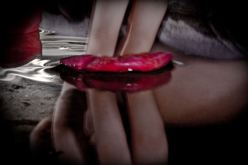 Fingers touching a red petal on a reflective surface