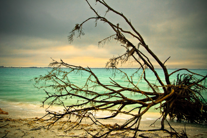 Leafless tree leaning over pale water beneath a cloudy sky